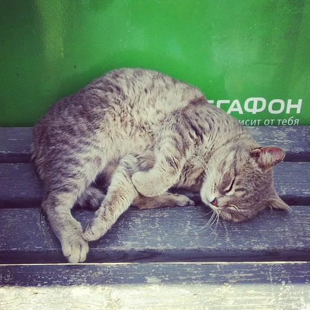 Cats in #Astrakhan are warming themselves on benches in protest and are clearly supporting Shein.