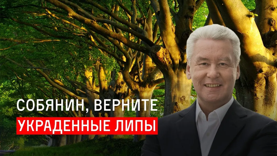 Собянин, верните украденные липы